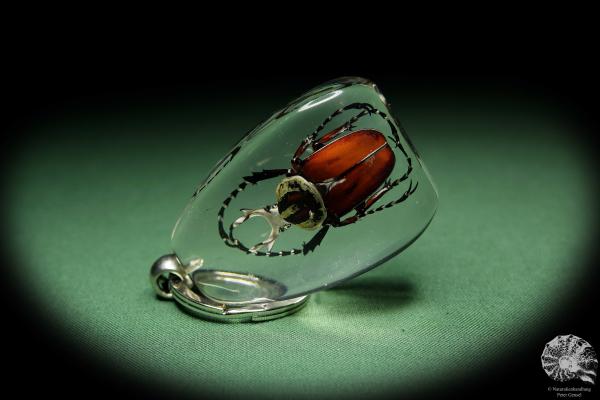 Dicronocephalus spec. (13584) a gem from Acrylic from Southeast Asia | Nature jewelry | From Acrylic