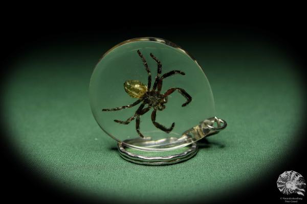 Lycosidae ssp. (13590) a gem from Acrylic from Southeast Asia | Nature jewelry | From Acrylic