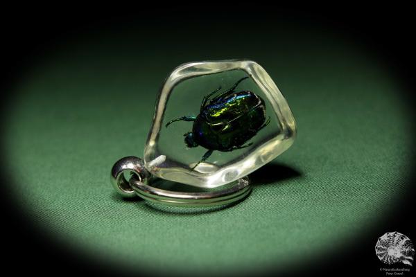 Protaetia spec. (13658) a gem from Acrylic from Southeast Asia | Nature jewelry | From Acrylic