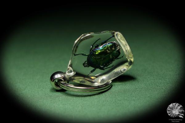 Protaetia spec. (13659) a gem from Acrylic from Southeast Asia | Nature jewelry | From Acrylic