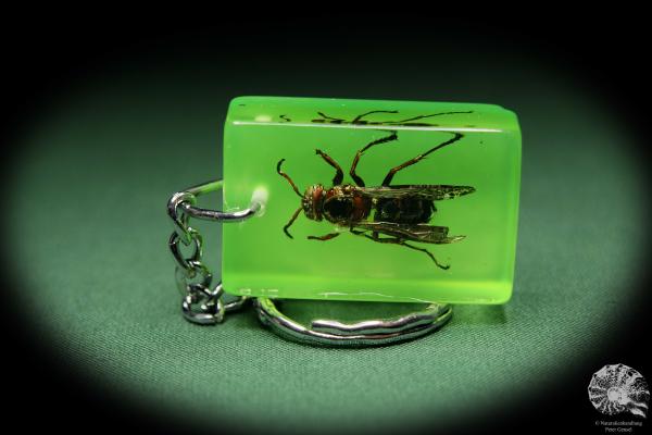 Vespa spec. (13694) a gem from Acrylic from Southeast Asia | Nature jewelry | From Acrylic