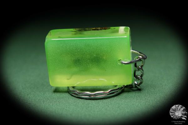 Vespa spec. (13694) a gem from Acrylic from Southeast Asia | Nature jewelry | From Acrylic