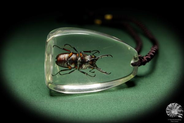 Prosopocoilus suturalis (13713) a gem from Acrylic from Southeast Asia | Nature jewelry | From Acrylic