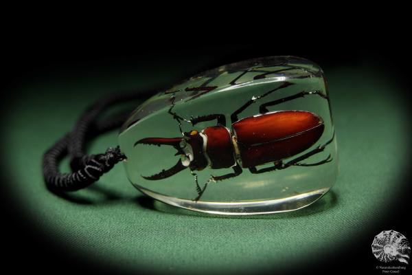 Lucanus hermani (13717) ein Schmuckstück aus Acryl aus Südostasien | Naturschmuck | aus Acryl