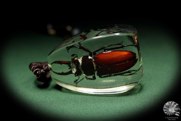 Lucanus hermani (13721) a gem from Acrylic from Southeast Asia | Nature jewelry | From Acrylic