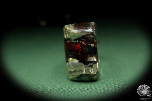 Lucanus hermani (13721) a gem from Acrylic from Southeast Asia | Nature jewelry | From Acrylic