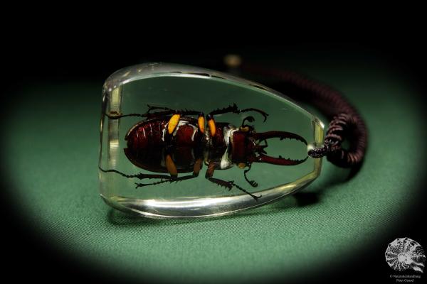 Lucanus hermani (13721) a gem from Acrylic from Southeast Asia | Nature jewelry | From Acrylic