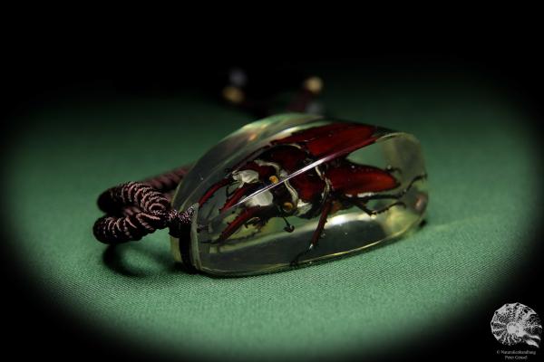 Lucanus hermani (13721) a gem from Acrylic from Southeast Asia | Nature jewelry | From Acrylic