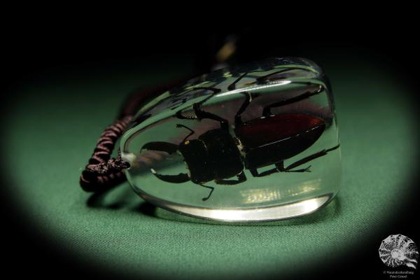 Lucanus spec. (13724) a gem from Acrylic from Southeast Asia | Nature jewelry | From Acrylic