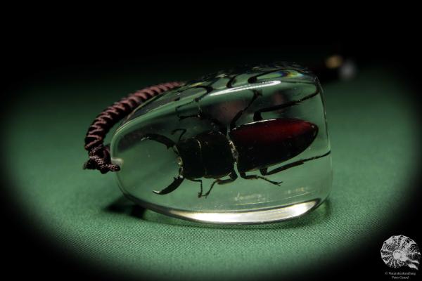 Lucanus spec. (13730) a gem from Acrylic from Southeast Asia | Nature jewelry | From Acrylic