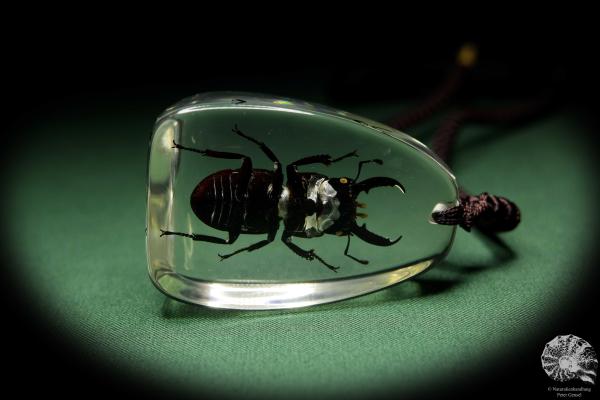 Lucanus spec. (13733) a gem from Acrylic from Southeast Asia | Nature jewelry | From Acrylic