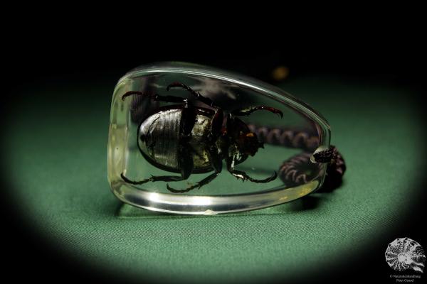 Xylotrupes gideon (13741) a gem from Acrylic from Southeast Asia | Nature jewelry | From Acrylic