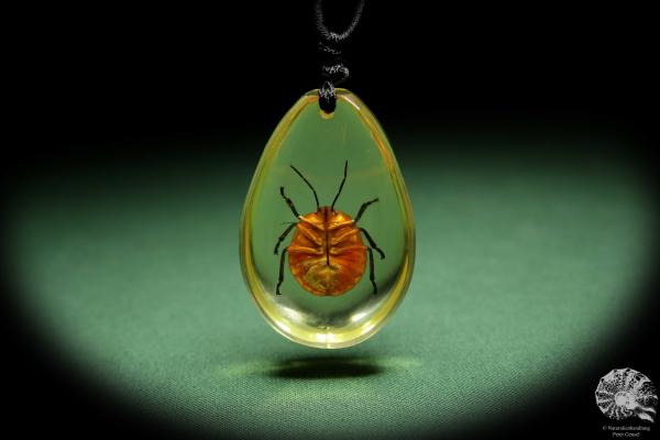 Poecilocoris latus (13775) a gem from Acrylic from Southeast Asia | Nature jewelry | From Acrylic