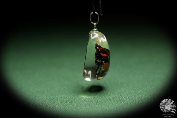 Gametis bealiae (13805) a gem from Acrylic from Southeast Asia | Nature jewelry | From Acrylic