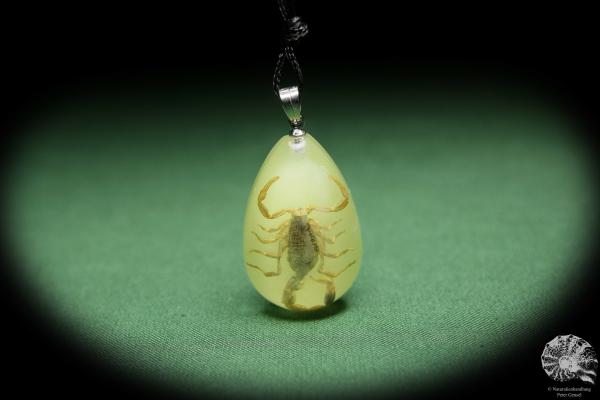 Olivierus martensii (13848) a gem from Acrylic from China | Nature jewelry | From Acrylic