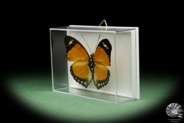 Euphaedra ruspina (13973) a butterfly from Africa | Taxidermy | Butterflies