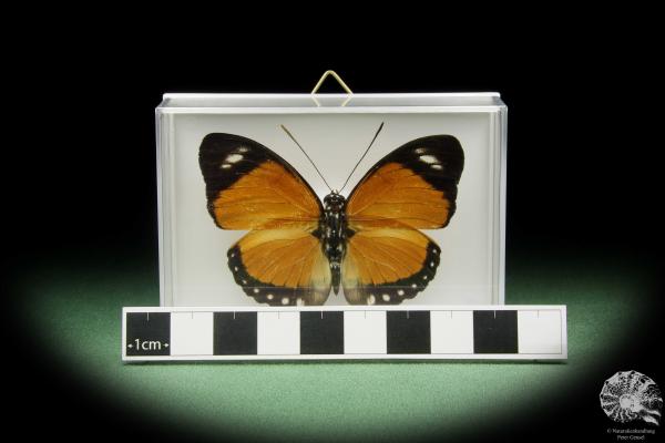 Euphaedra ruspina (13973) a butterfly from Africa | Taxidermy | Butterflies