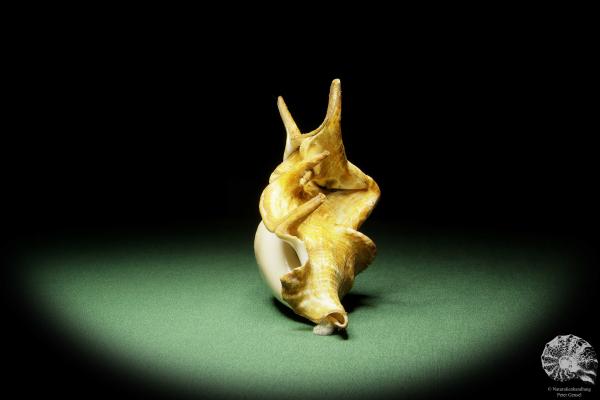 Lambis lambis (14011) a snail from Philippines | Conchylia | Snails