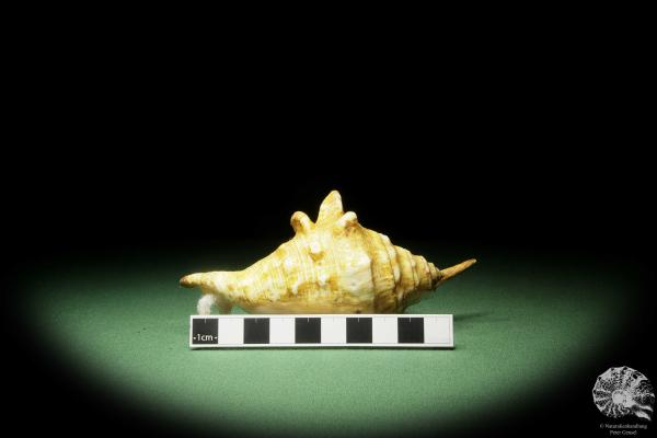 Lambis lambis (14011) a snail from Philippines | Conchylia | Snails