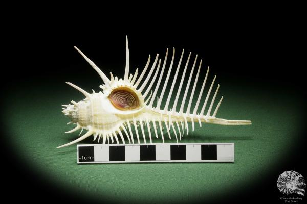 Murex pecten (14046) a snail from Philippines | Conchylia | Snails