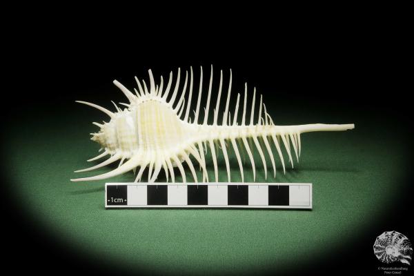 Murex pecten (14052) a snail from Philippines | Conchylia | Snails