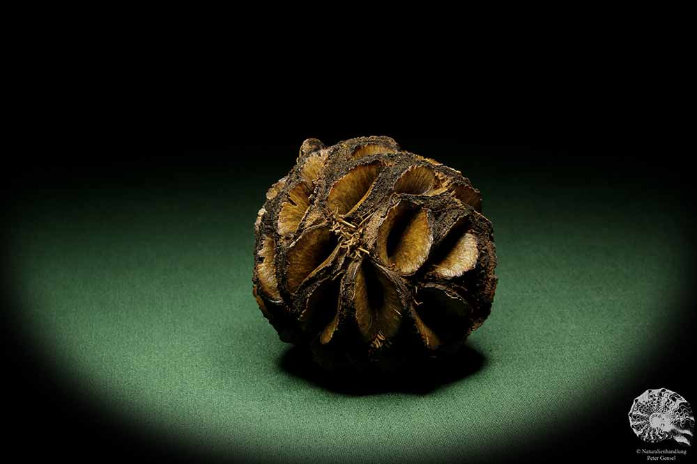 Banksia sphaerocarpa (14058) a dried fruit from Australia | Dried fruit