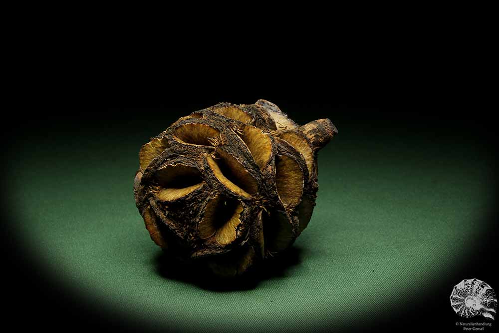 Banksia sphaerocarpa (14058) a dried fruit from Australia | Dried fruit