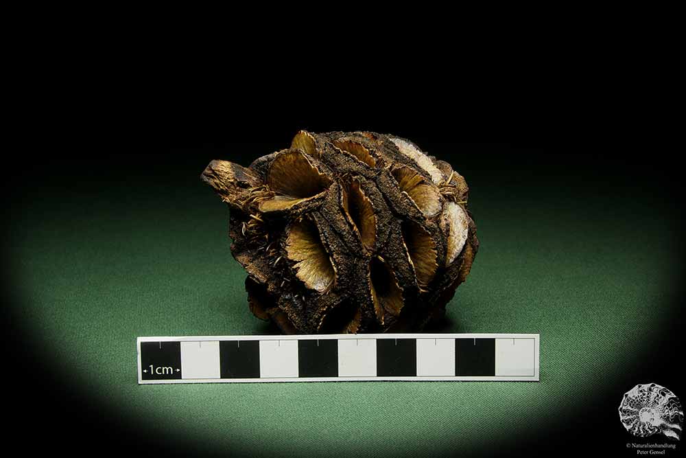 Banksia sphaerocarpa (14058) a dried fruit from Australia | Dried fruit