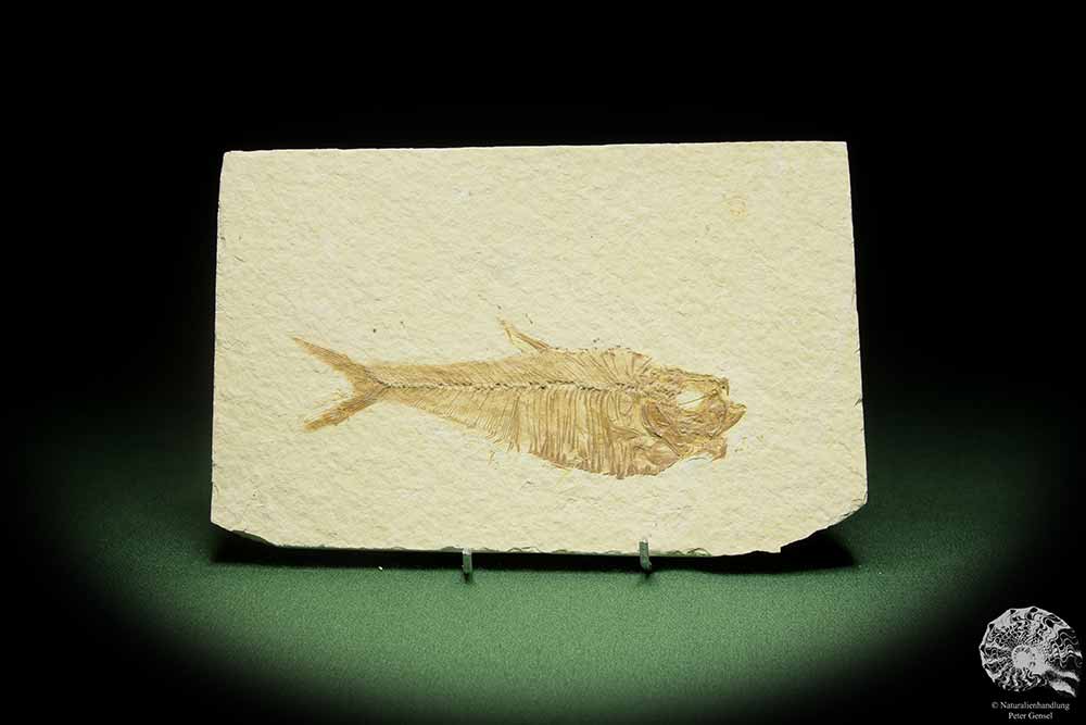 Knightia spec. (14060) ein Fisch aus USA | Fossilien | Fische