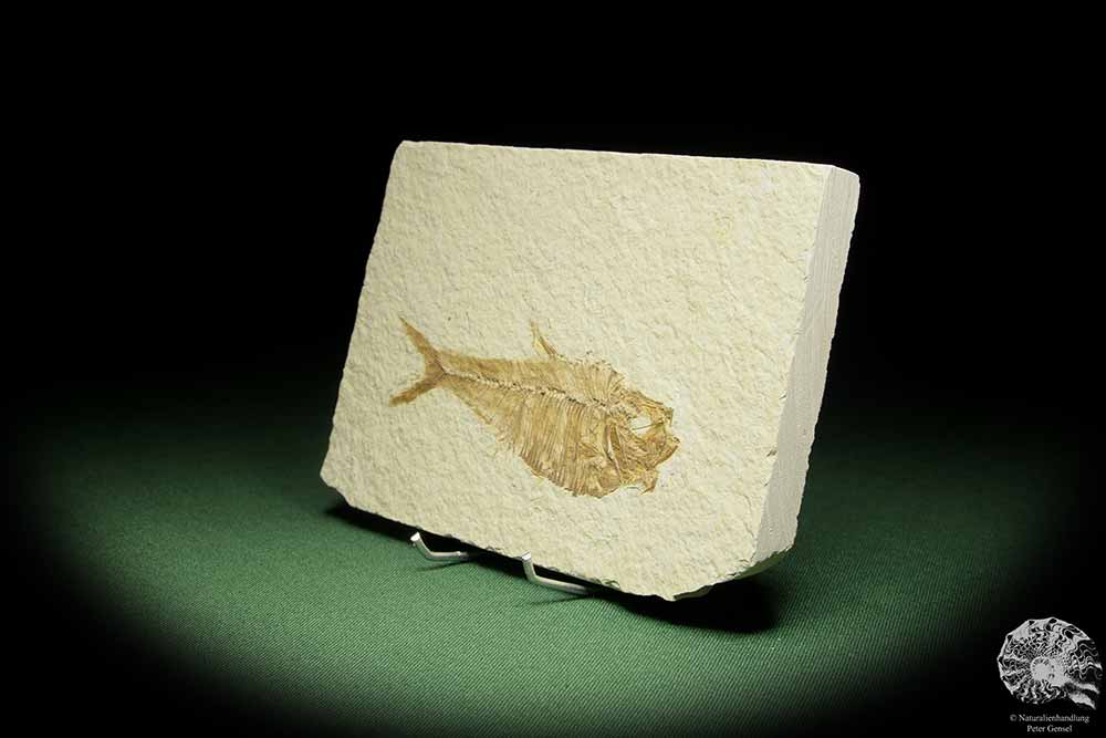 Knightia spec. (14060) a fish from USA | Fossils | Fishes