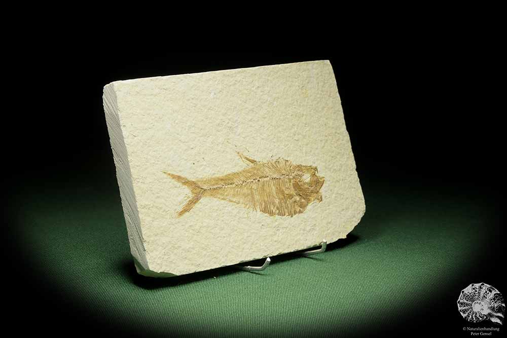 Knightia spec. (14060) a fish from USA | Fossils | Fishes