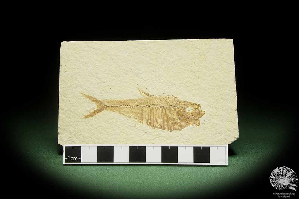 Knightia spec. (14060) ein Fisch aus USA | Fossilien | Fische