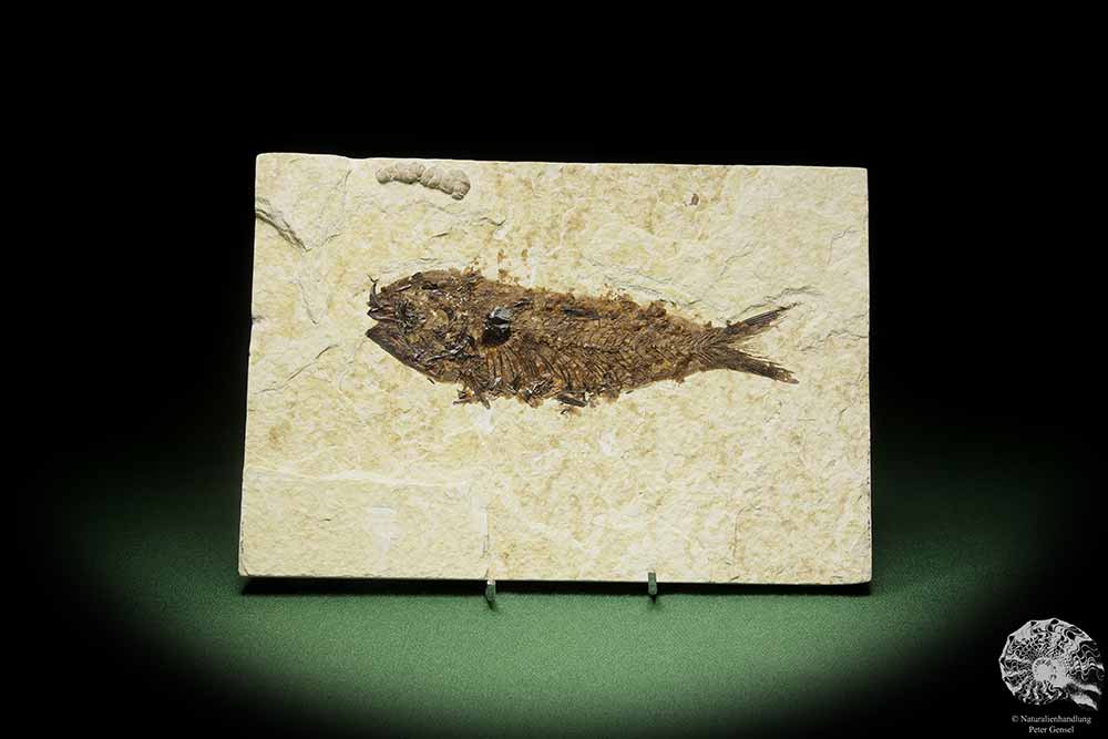 Knightia spec. (14062) a fish from USA | Fossils | Fishes