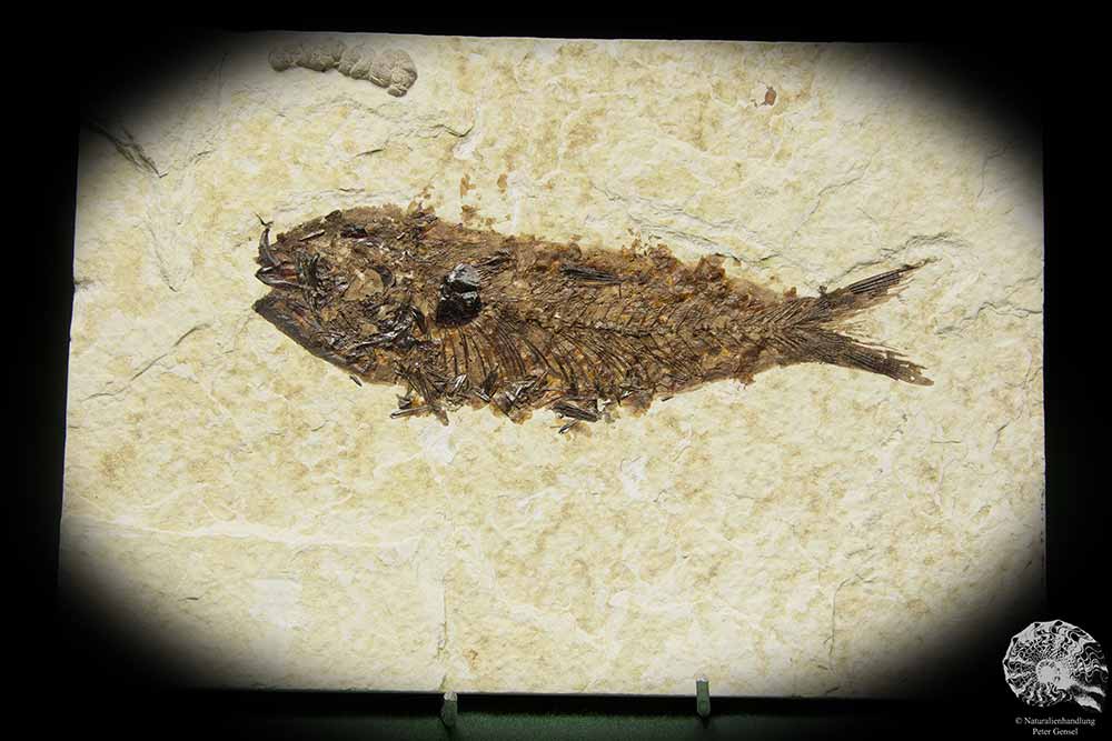 Knightia spec. (14062) ein Fisch aus USA | Fossilien | Fische