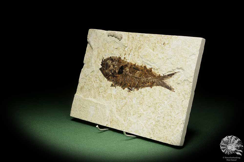 Knightia spec. (14062) ein Fisch aus USA | Fossilien | Fische