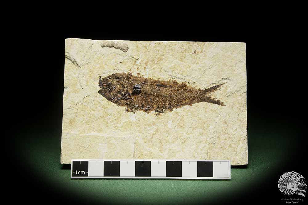 Knightia spec. (14062) ein Fisch aus USA | Fossilien | Fische