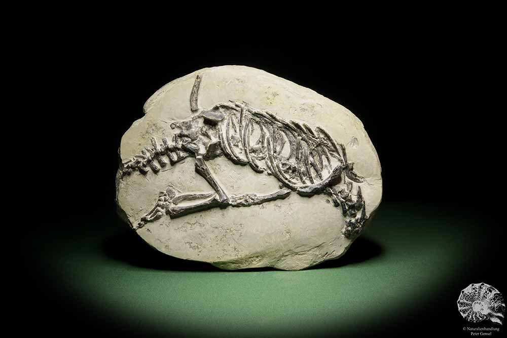 Claudiosaurus germaini (14196) a vertebrate from Madagascar | Fossils | Vertebrates