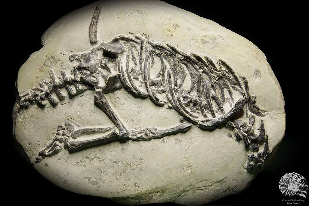 Claudiosaurus germaini (14196) ein Wirbeltier aus Madagaskar | Fossilien | Wirbeltiere