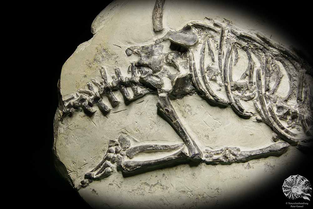 Claudiosaurus germaini (14196) ein Wirbeltier aus Madagaskar | Fossilien | Wirbeltiere