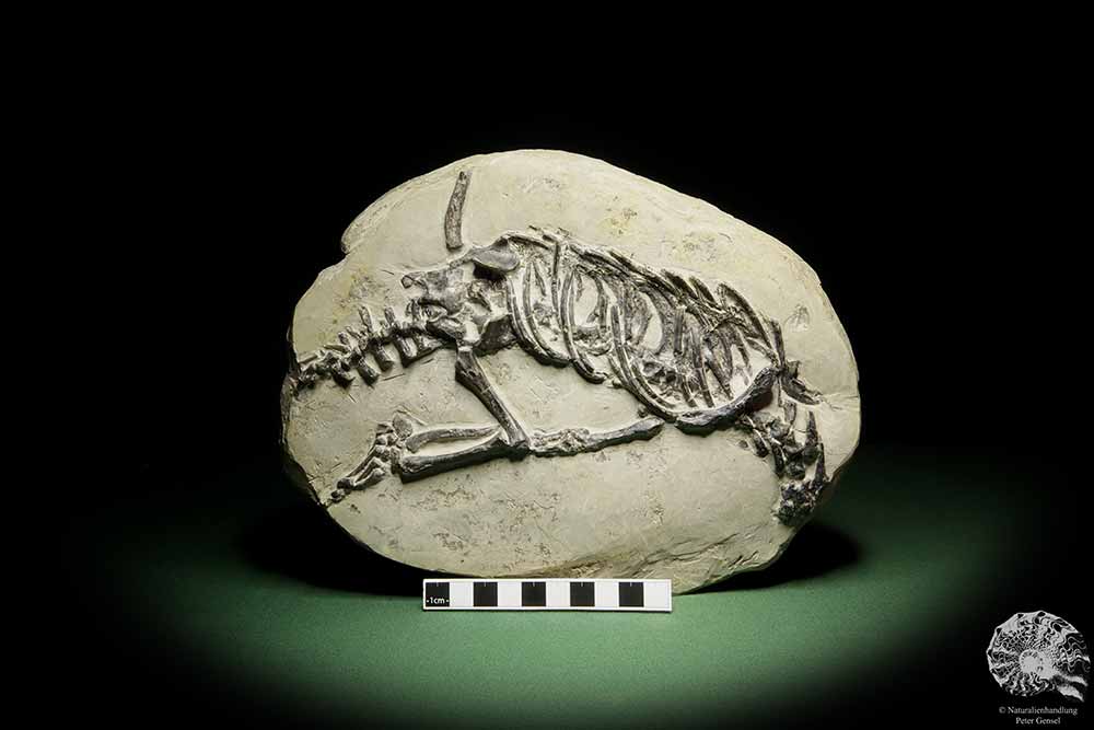 Claudiosaurus germaini (14196) a vertebrate from Madagascar | Fossils | Vertebrates