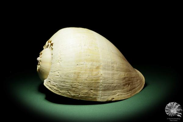 Melo broderipii (14312) eine Schnecke aus Indopazifik | Conchylien | Schnecken