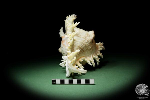 Chicoreus ramosus (14332) a snail from Philippines | Conchylia | Snails