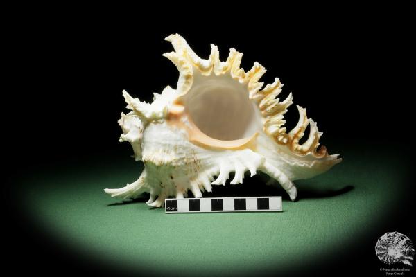 Chicoreus ramosus (14336) a snail from Philippines | Conchylia | Snails