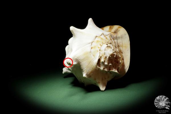 Cassis cornuta (14338) a snail from Philippines | Conchylia | Snails