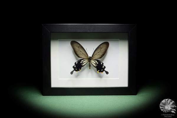 Losaria coon (14376) a butterfly from Southeast Asia | Taxidermy | Butterflies