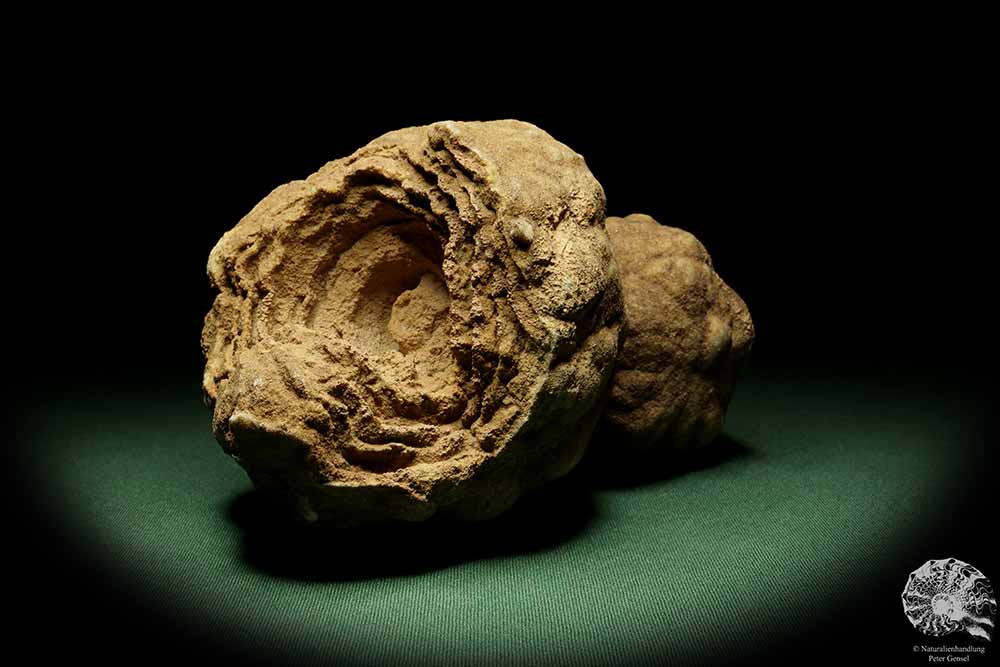 Stromatolithes (14414) a fossil from Morocco | Fossils | Other