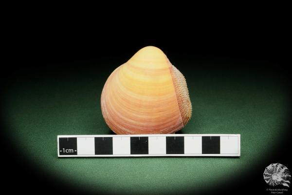 Nemocardium bechei (14449) a shell from Philippines | Conchylia | Shells & Brachiopods