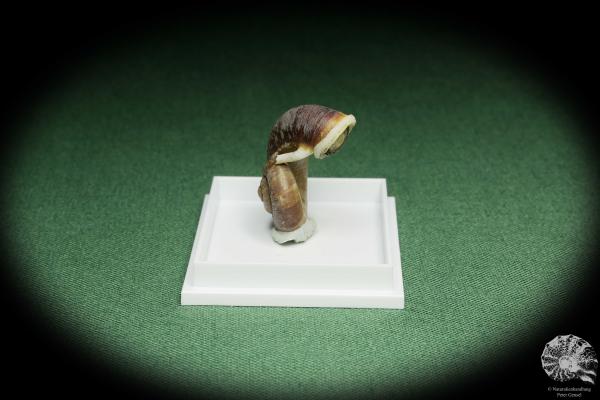 Rhiostoma hainesi (14465) eine Schnecke aus Südthailand | Conchylien | Schnecken