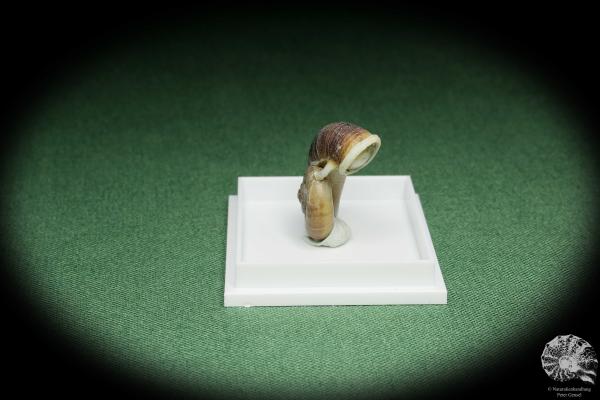 Rhiostoma hainesi (14466) eine Schnecke aus Südthailand | Conchylien | Schnecken