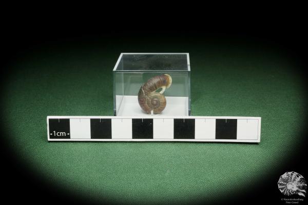 Rhiostoma hainesi (14466) a snail from Southern Thailand | Conchylia | Snails